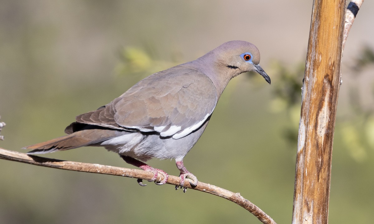 White-winged Dove - ML621542134