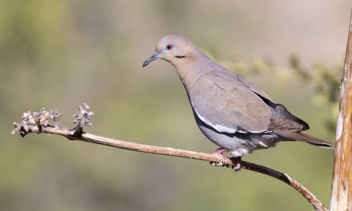 White-winged Dove - ML621542135