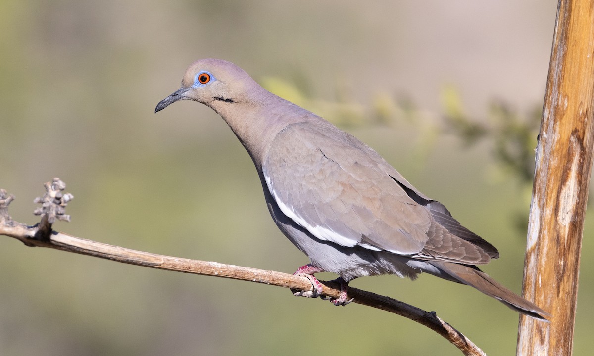 White-winged Dove - ML621542136