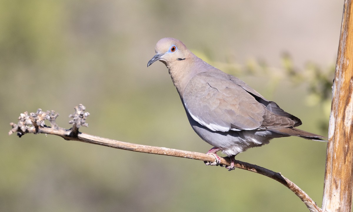 White-winged Dove - ML621542137