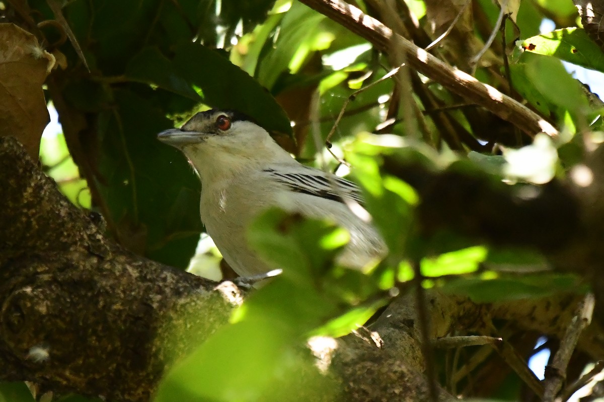 Black-backed Puffback - ML621542147