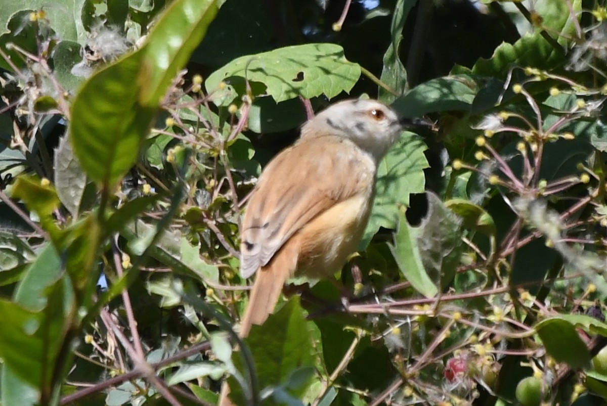 Prinia Modesta - ML621542154