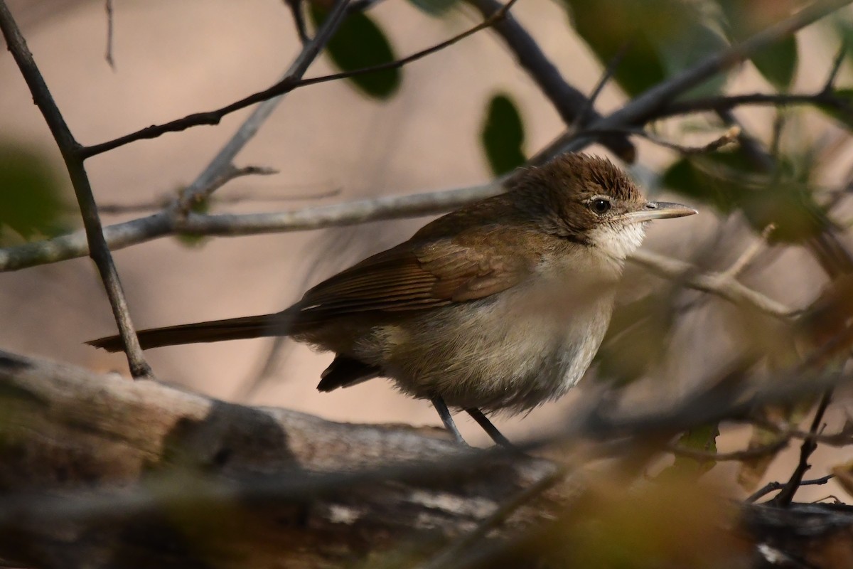 Terrestrial Brownbul - ML621542187