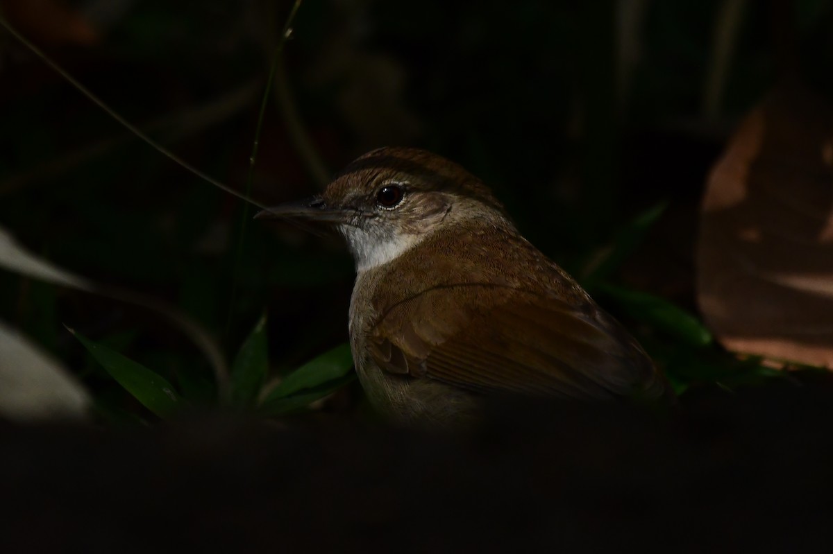 Terrestrial Brownbul - ML621542188