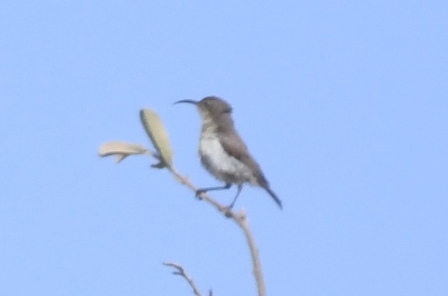 White-breasted Sunbird - ML621542211