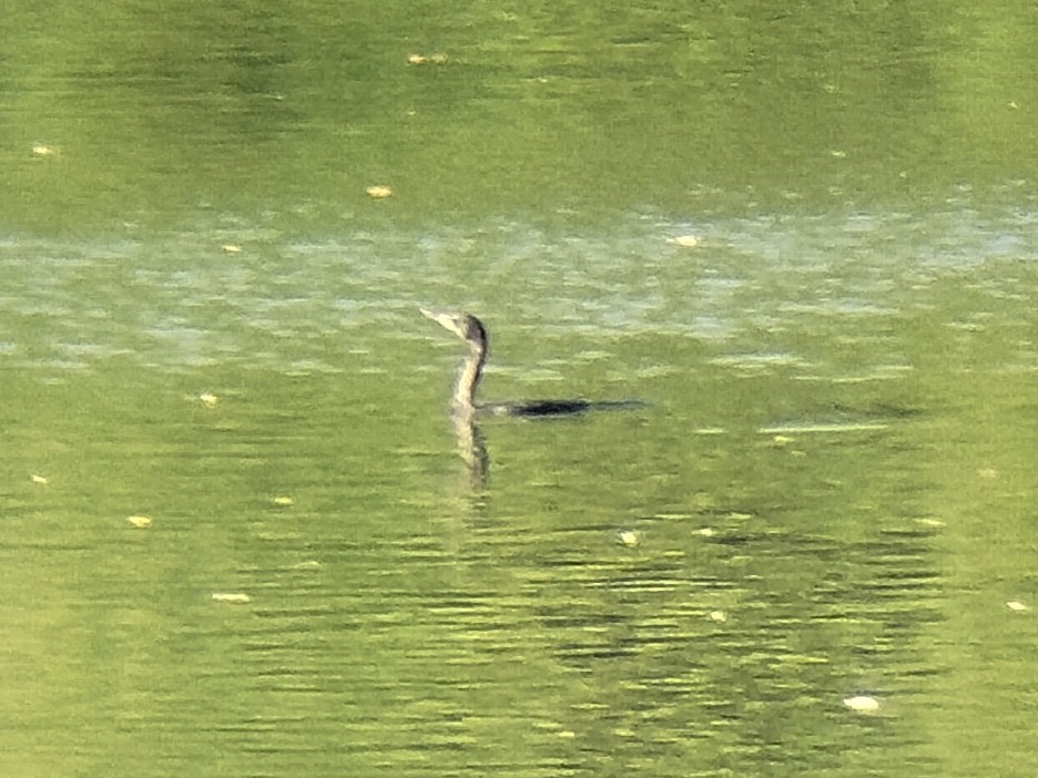 Little Black Cormorant - ML621542271