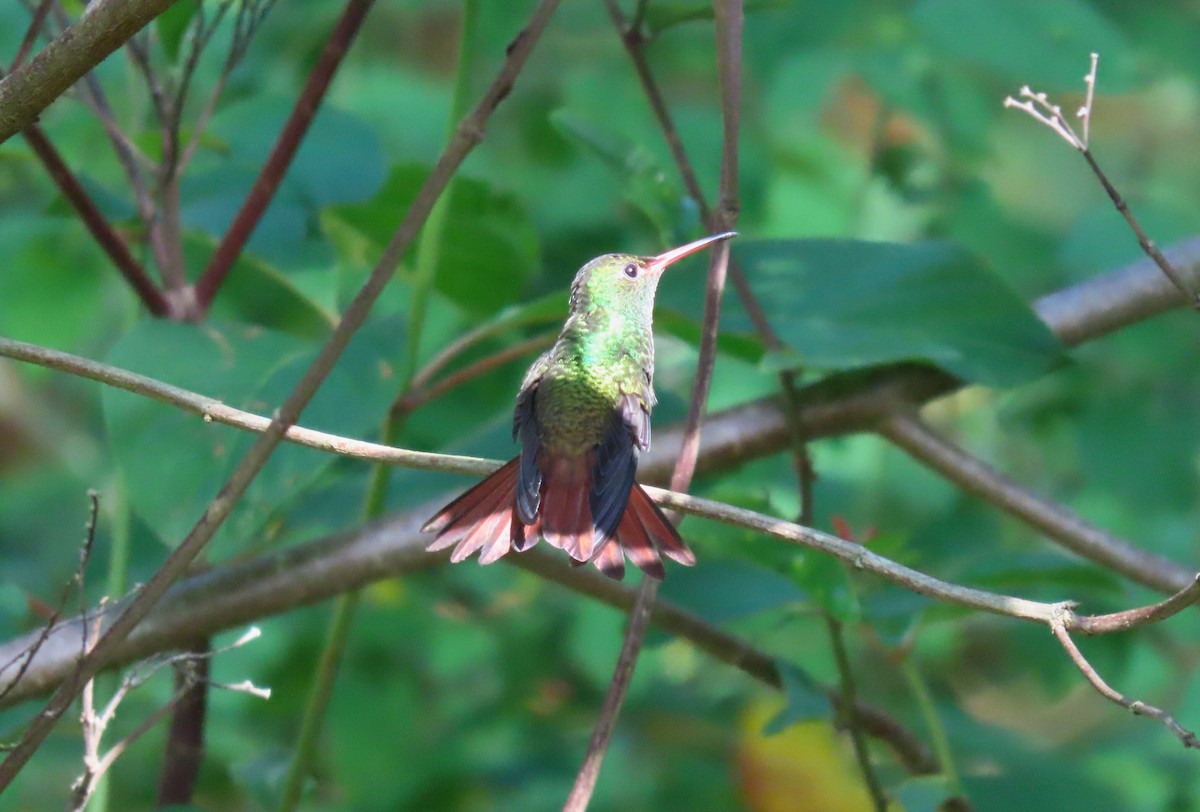 Rufous-tailed Hummingbird - ML621542272