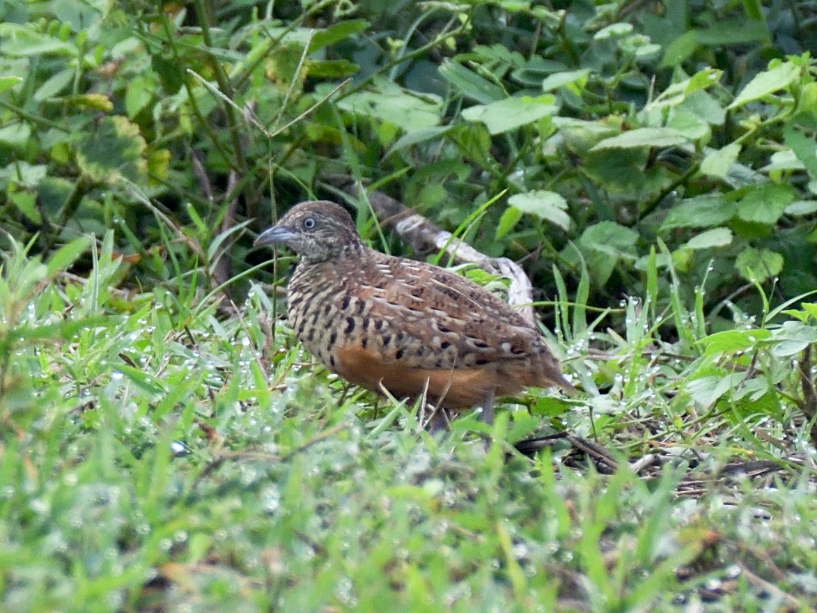 Barred Buttonquail - ML621542358