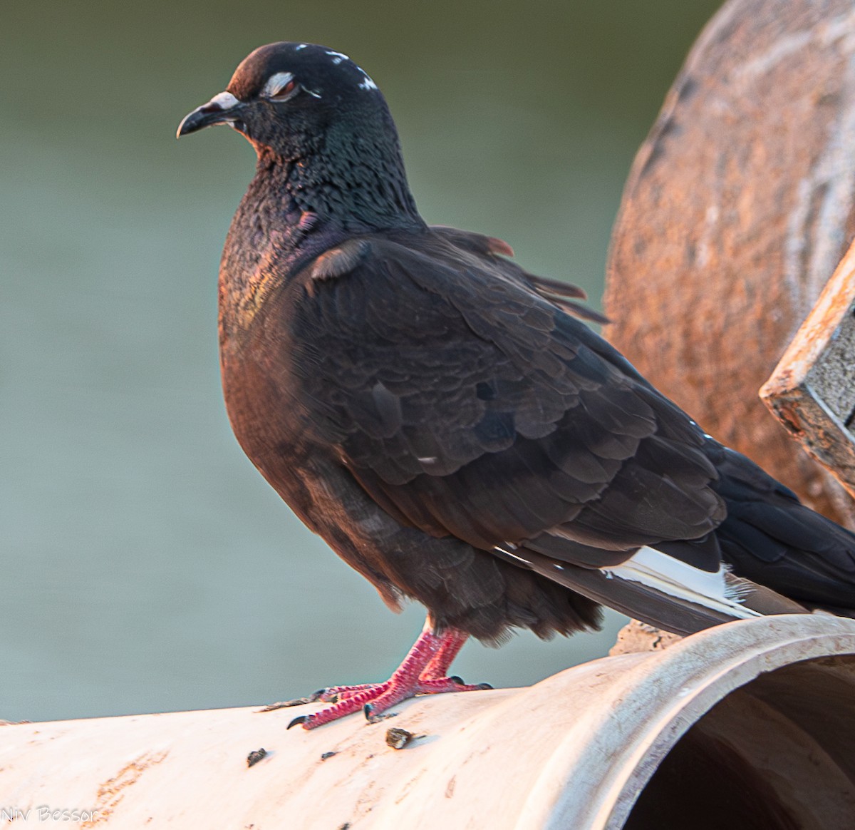 Rock Pigeon (Feral Pigeon) - ML621542369