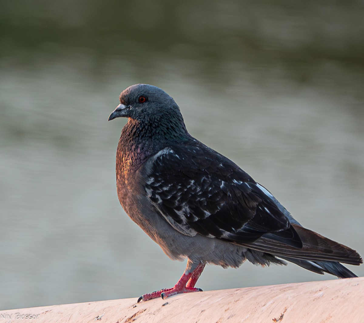 Rock Pigeon (Feral Pigeon) - ML621542371
