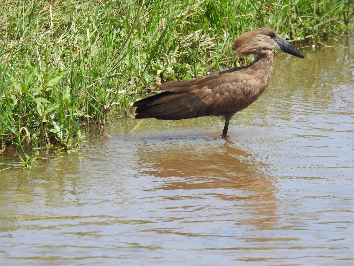 Hamerkop - ML621542431