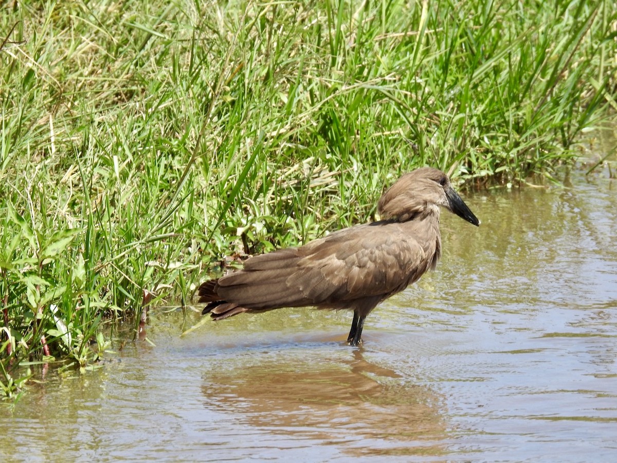 Hamerkop - ML621542432