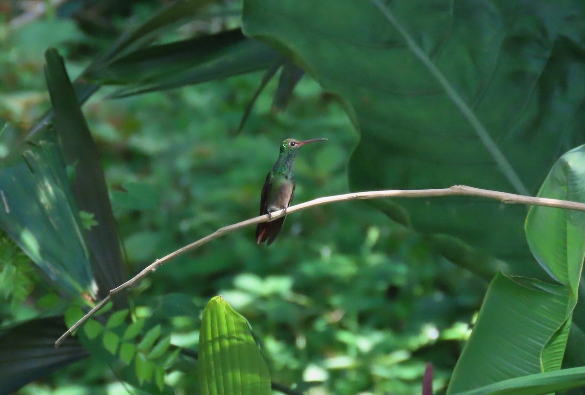 Rufous-tailed Hummingbird - ML621542438