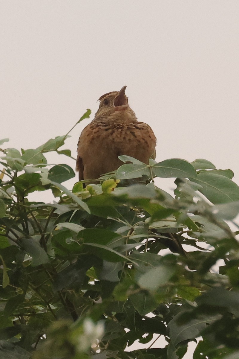 Rufous-naped Lark - ML621542452