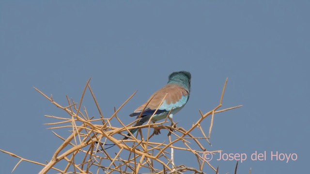 Abyssinian Roller - ML621542478