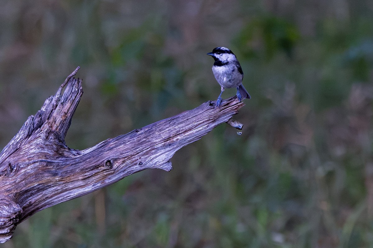 Carolina Chickadee - ML621542558