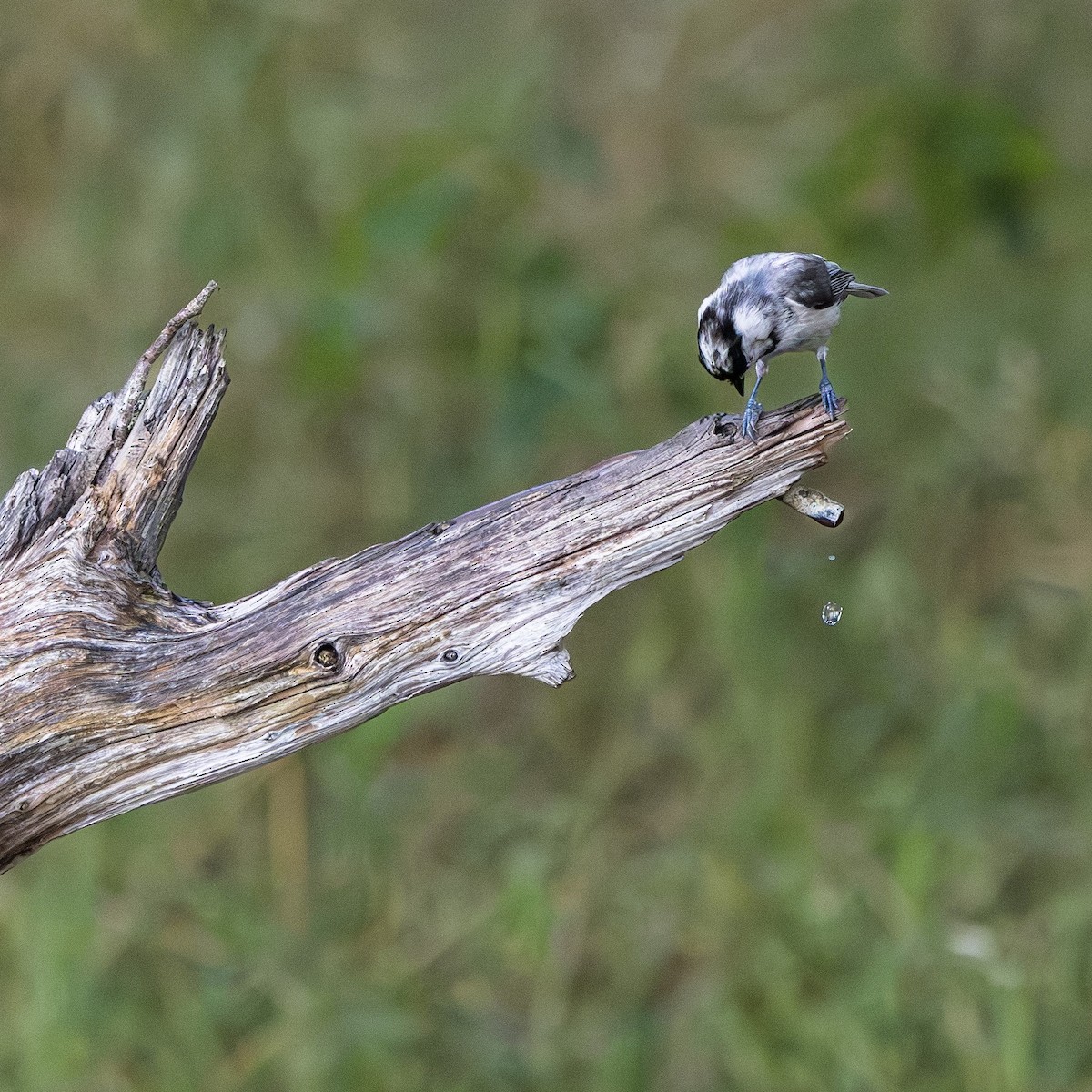 Carolina Chickadee - ML621542560