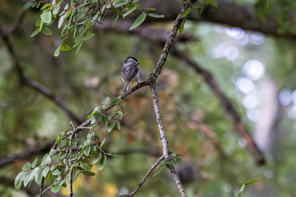 Carolina Chickadee - Michael Gilbert