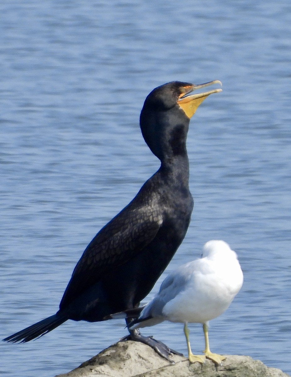 Cormorán Orejudo - ML621542731