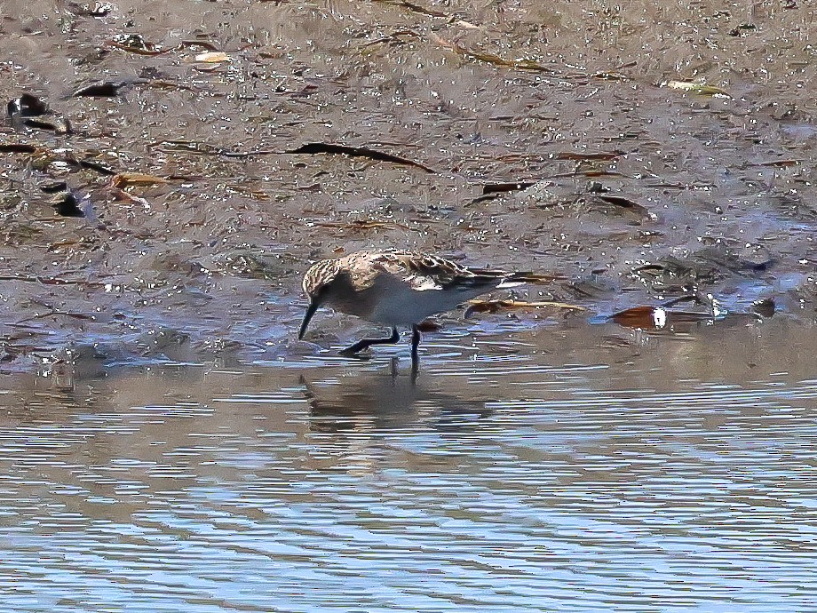 Baird's Sandpiper - ML621542813