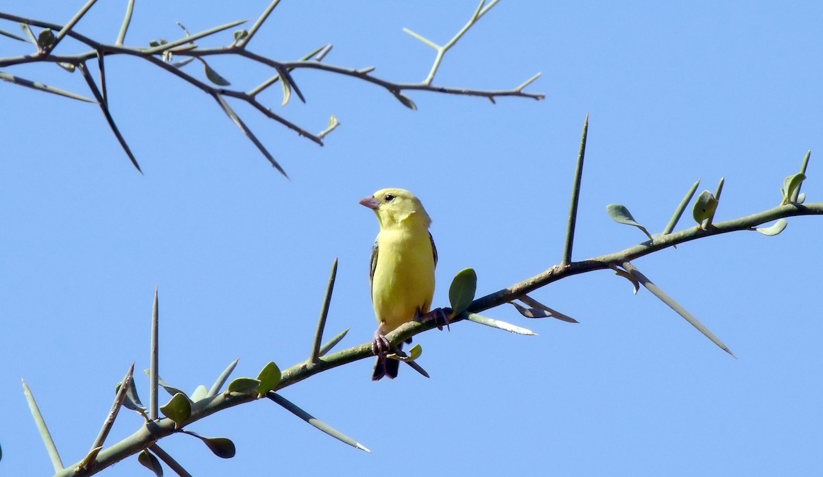 Gorrión Dorado - ML621542889