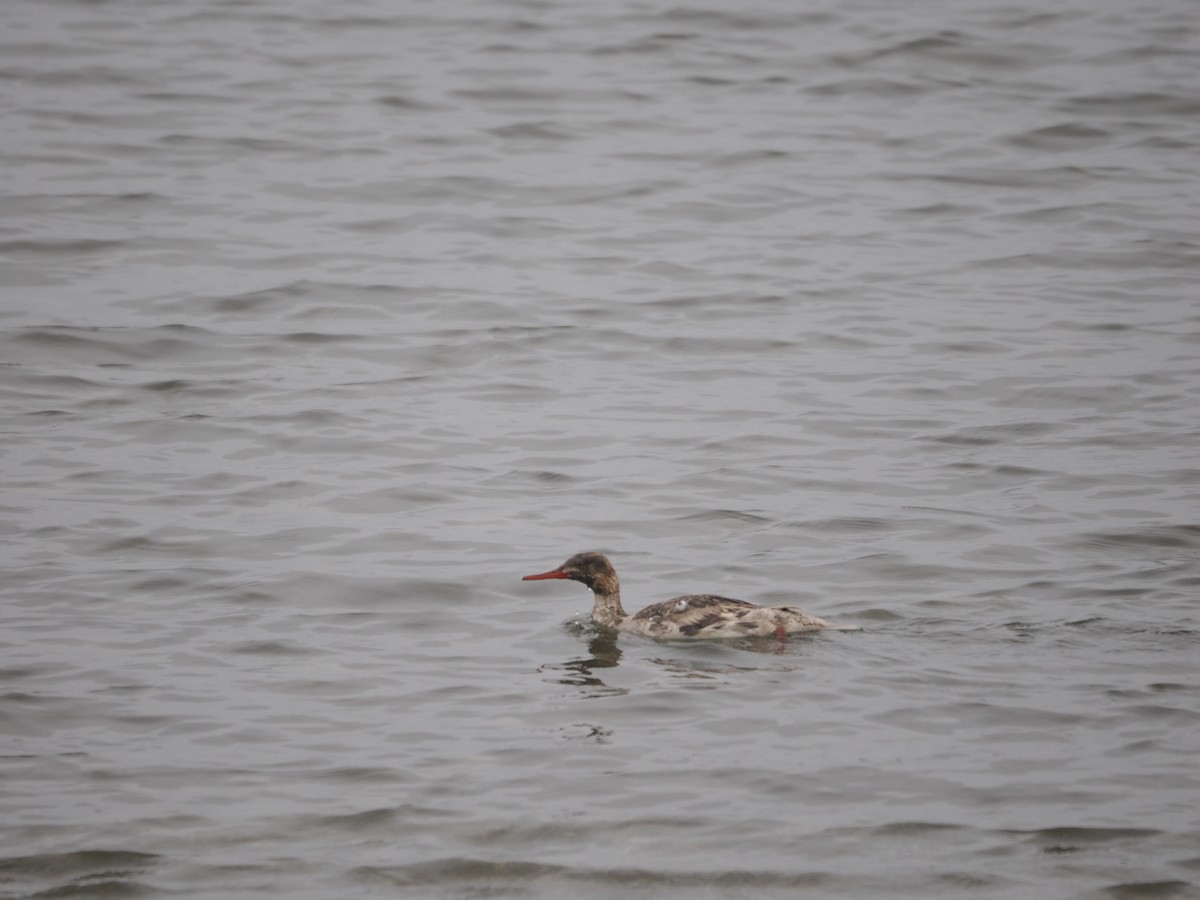 Red-breasted Merganser - ML621542963