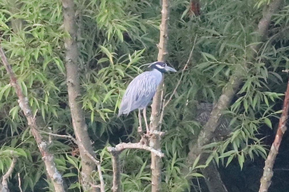 Yellow-crowned Night Heron - ML621543062