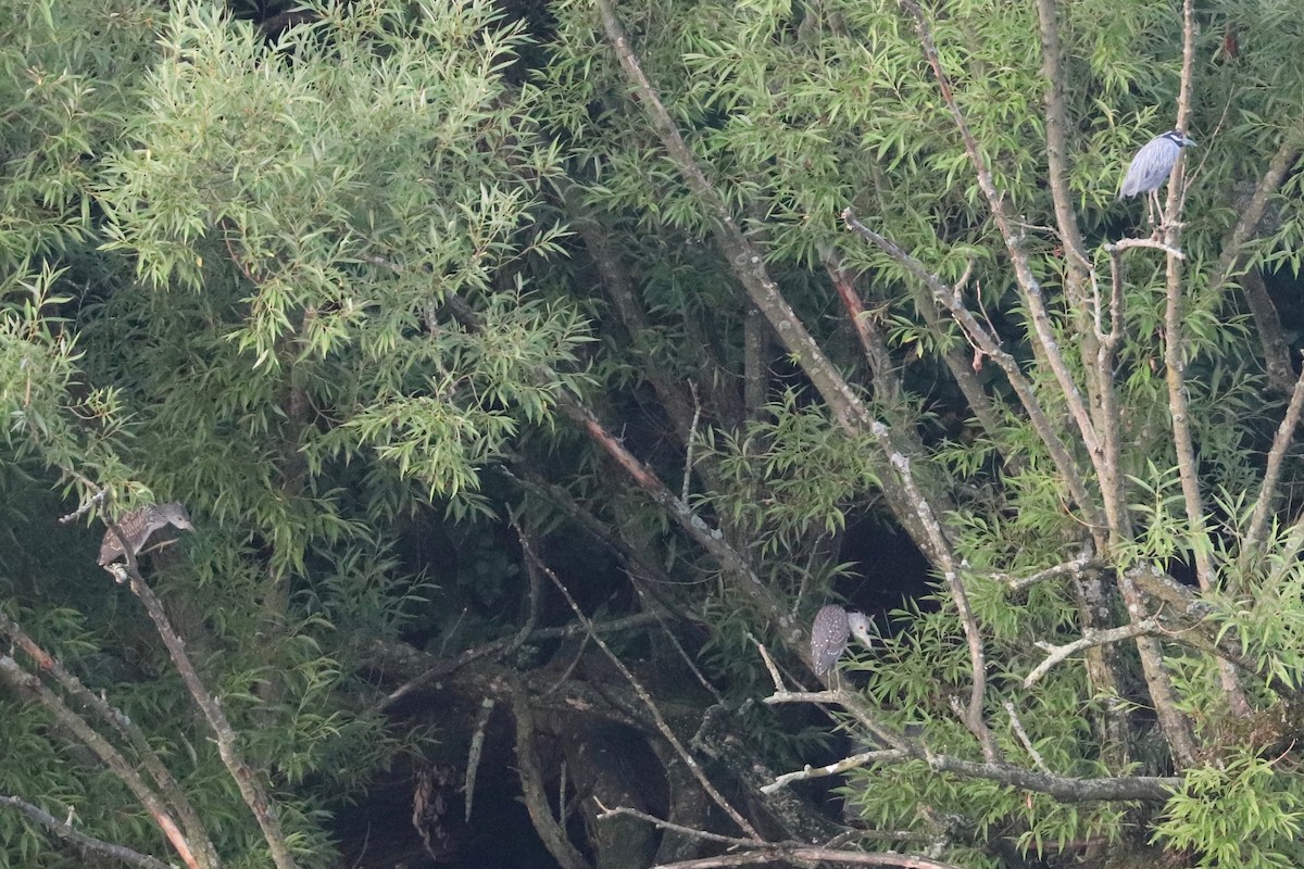 Yellow-crowned Night Heron - ML621543065