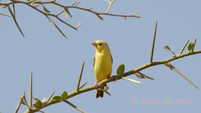 Sudan Golden Sparrow - ML621543066