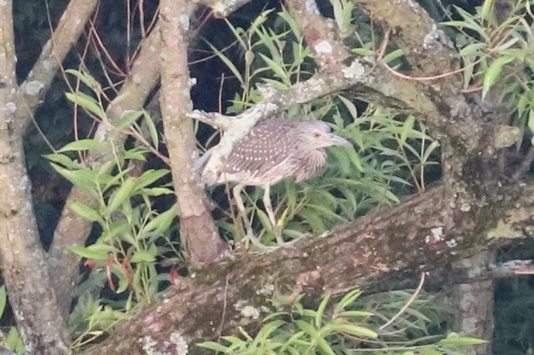 Yellow-crowned Night Heron - ML621543067