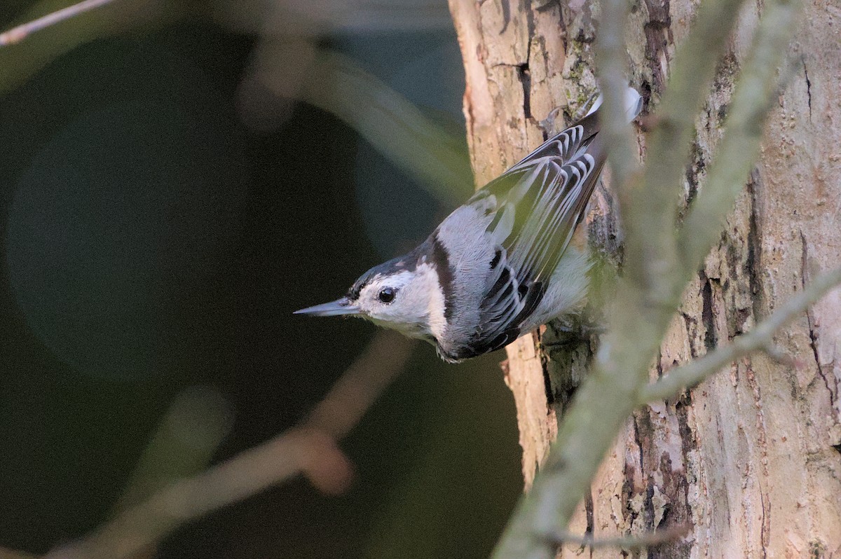 White-breasted Nuthatch - ML621543068