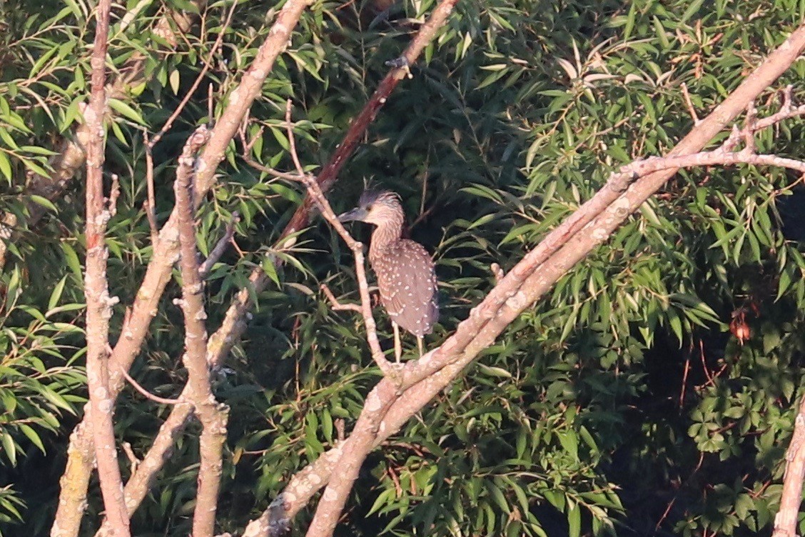 Yellow-crowned Night Heron - ML621543070