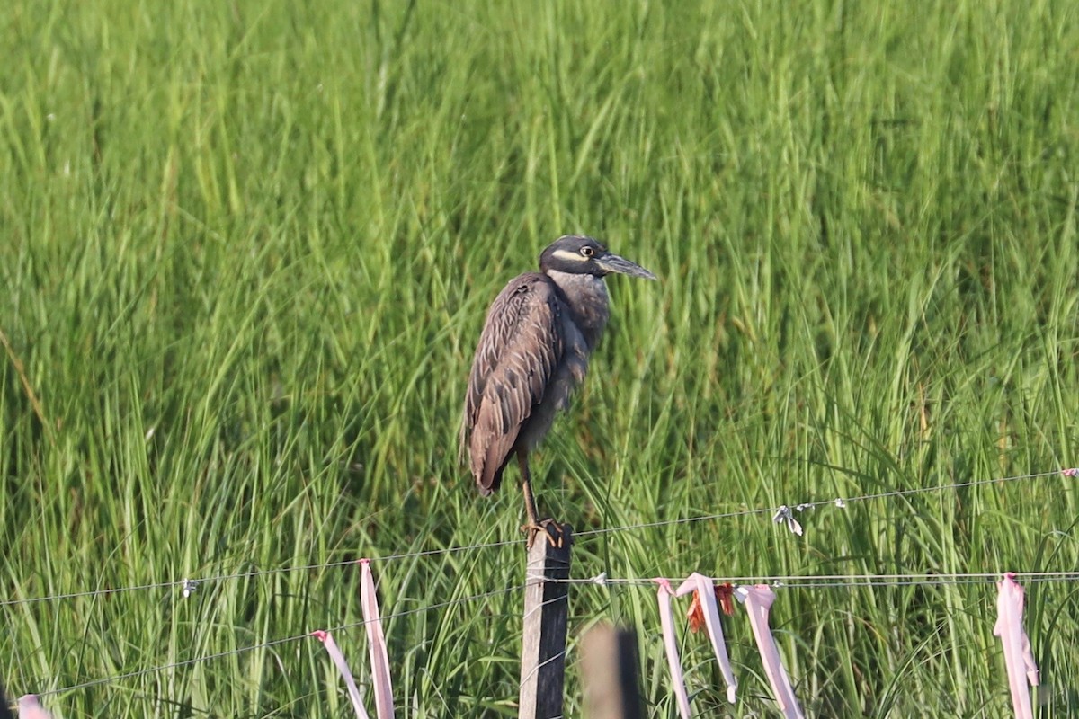 Yellow-crowned Night Heron - ML621543072