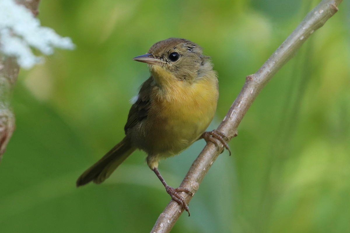 Common Yellowthroat - ML621543082