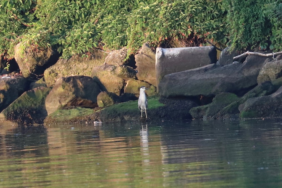 Black-crowned Night Heron - ML621543089