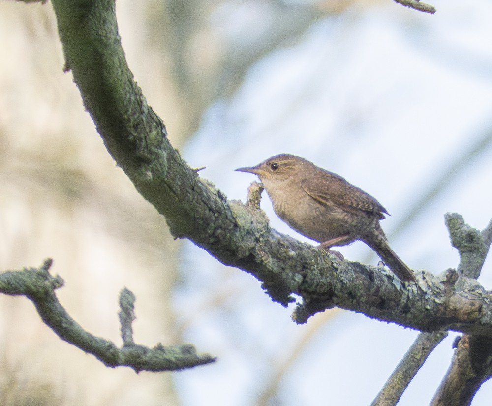 House Wren - ML621543160