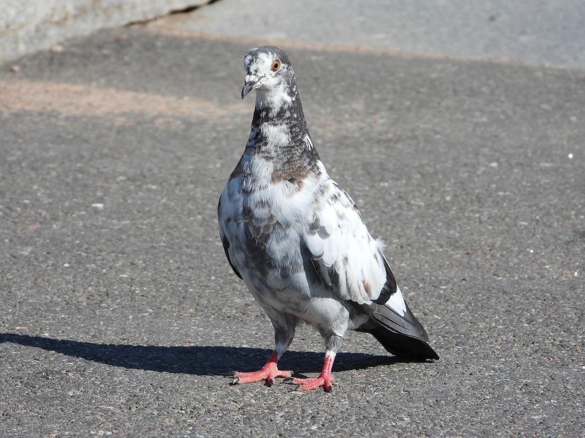 Rock Pigeon - ML621543241