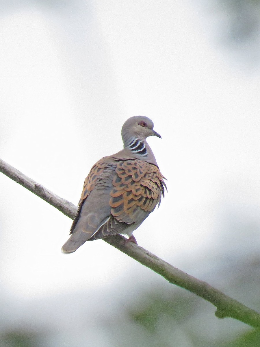 European Turtle-Dove - ML621543262