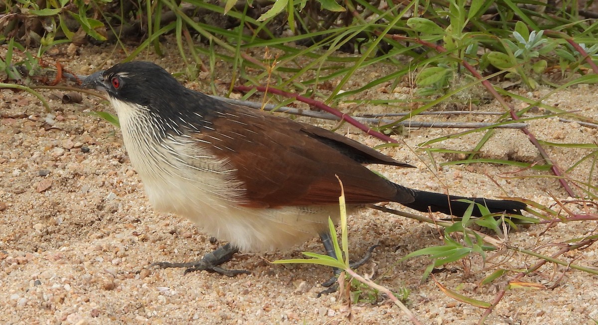 White-browed Coucal (Burchell's) - ML621543304