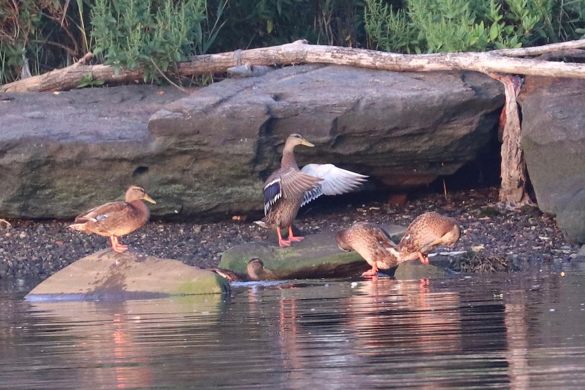 Mallard - ML621543315