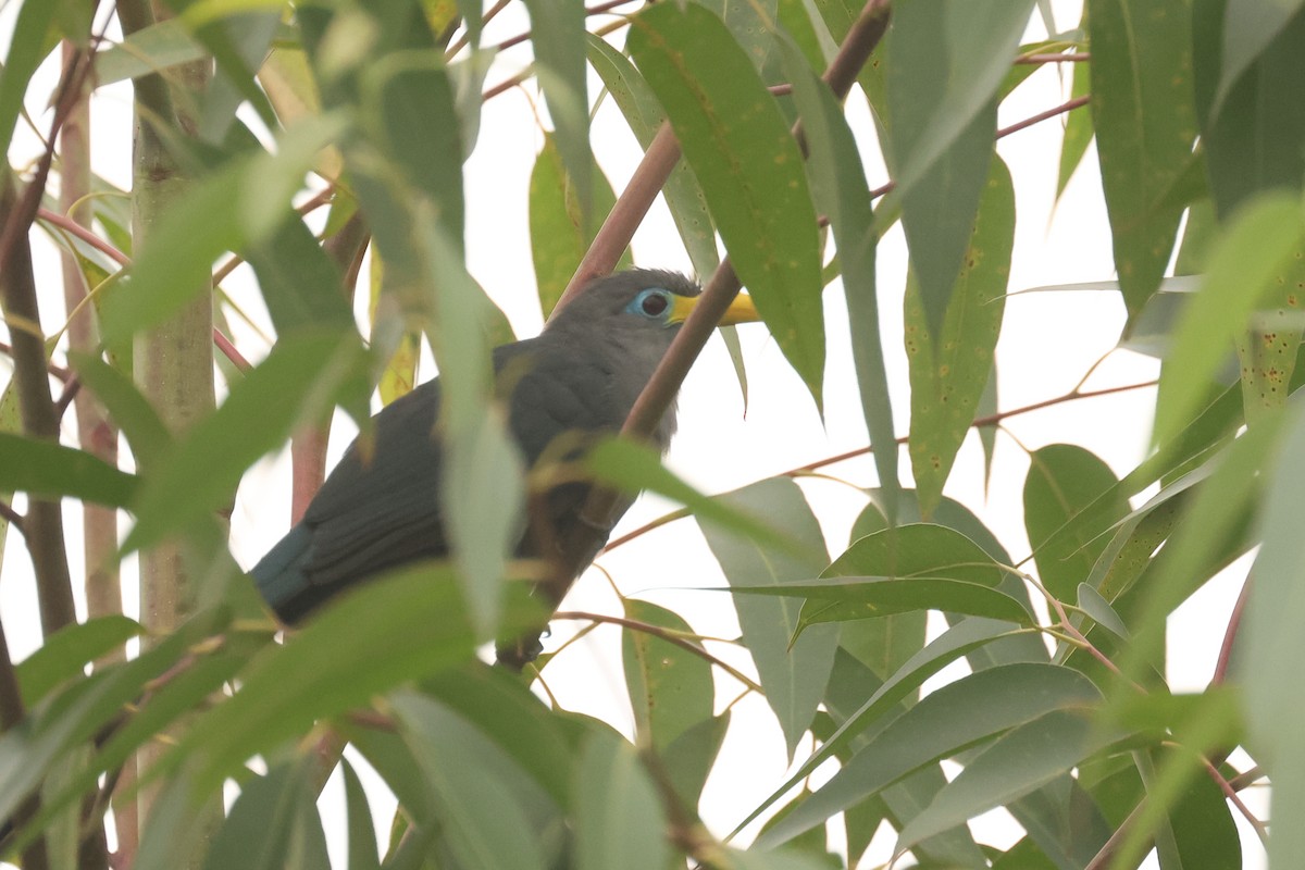 Blue Malkoha - ML621543322