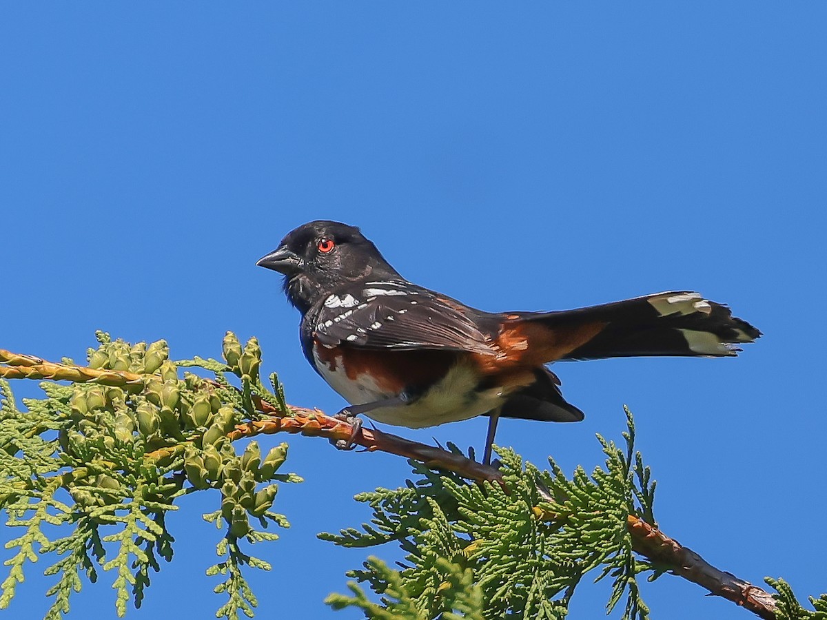 Spotted Towhee (oregonus Group) - ML621543323