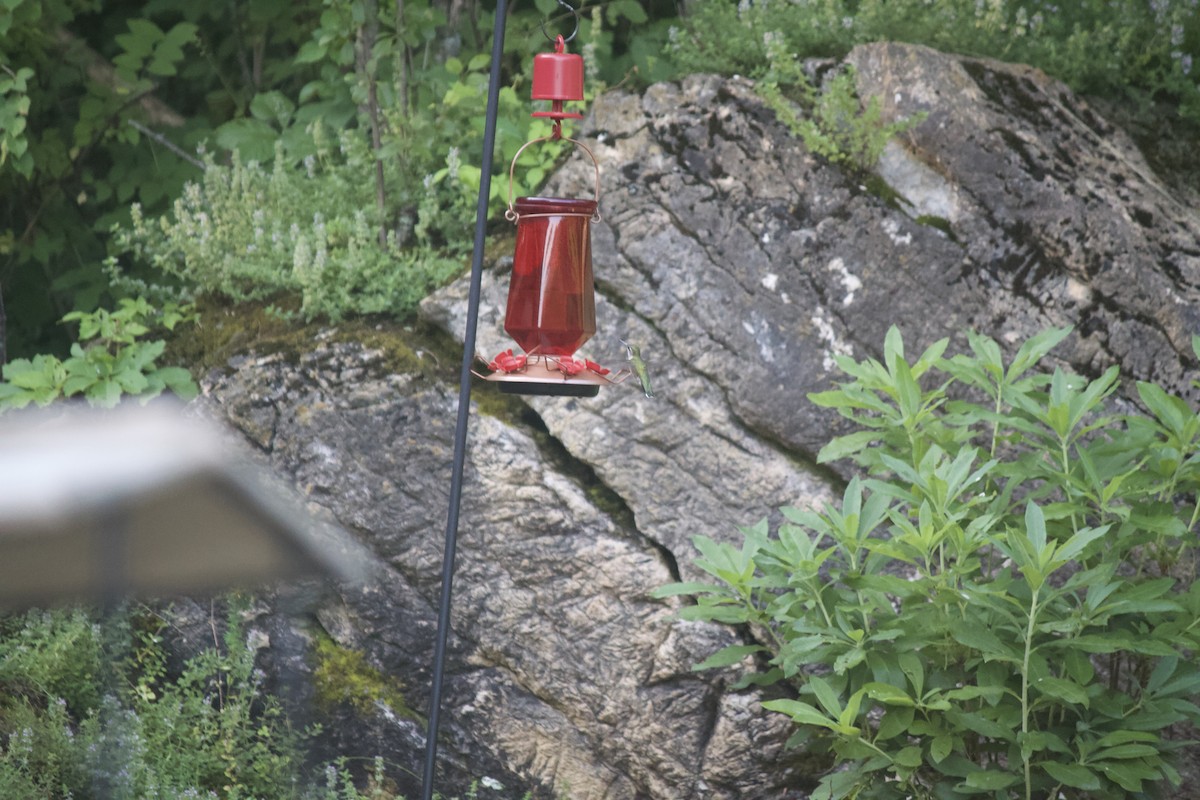 Ruby-throated Hummingbird - ML621543324