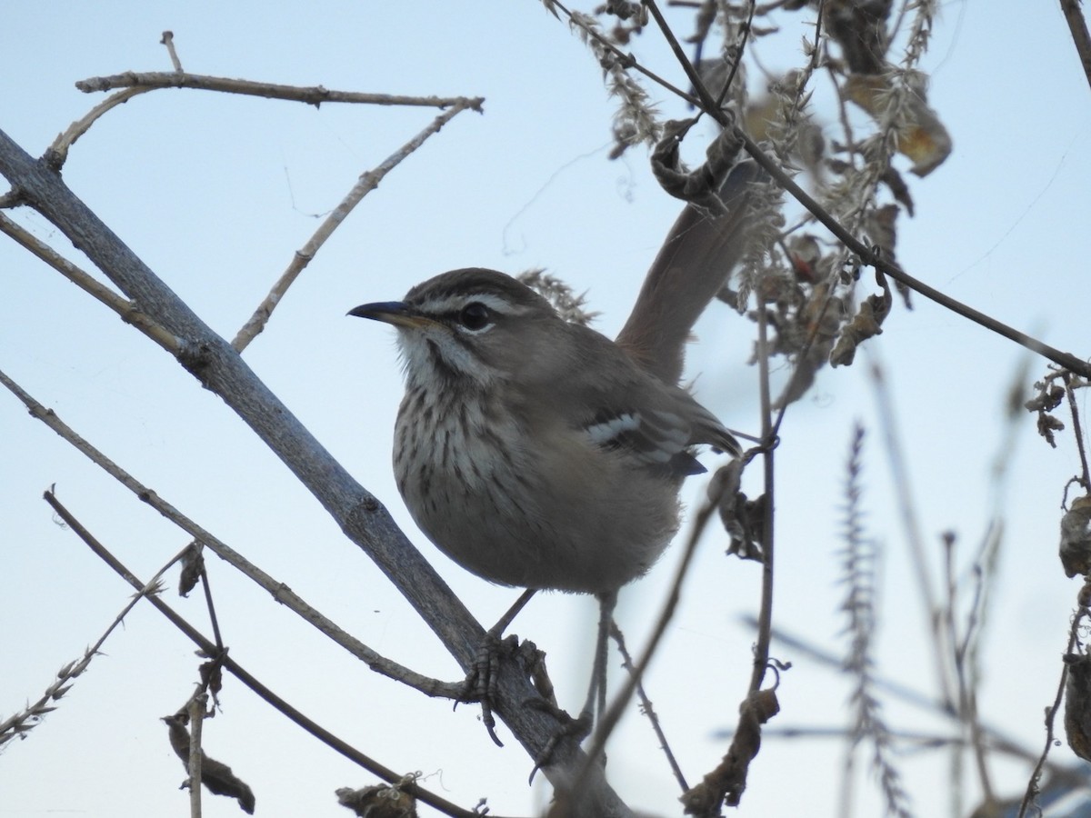 Red-backed Scrub-Robin - ML621543329