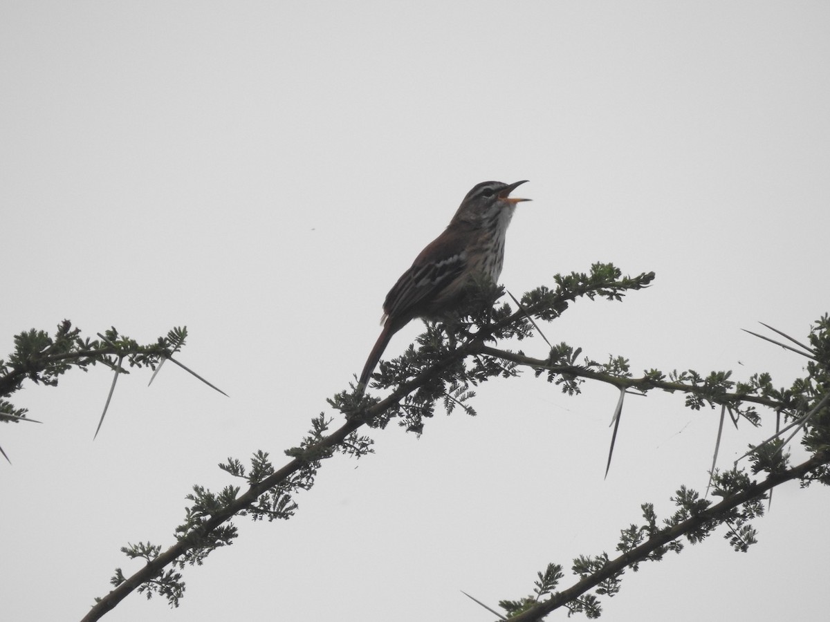 Red-backed Scrub-Robin - ML621543330