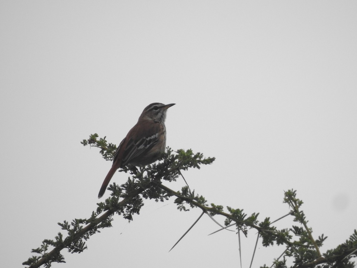 Red-backed Scrub-Robin - ML621543331