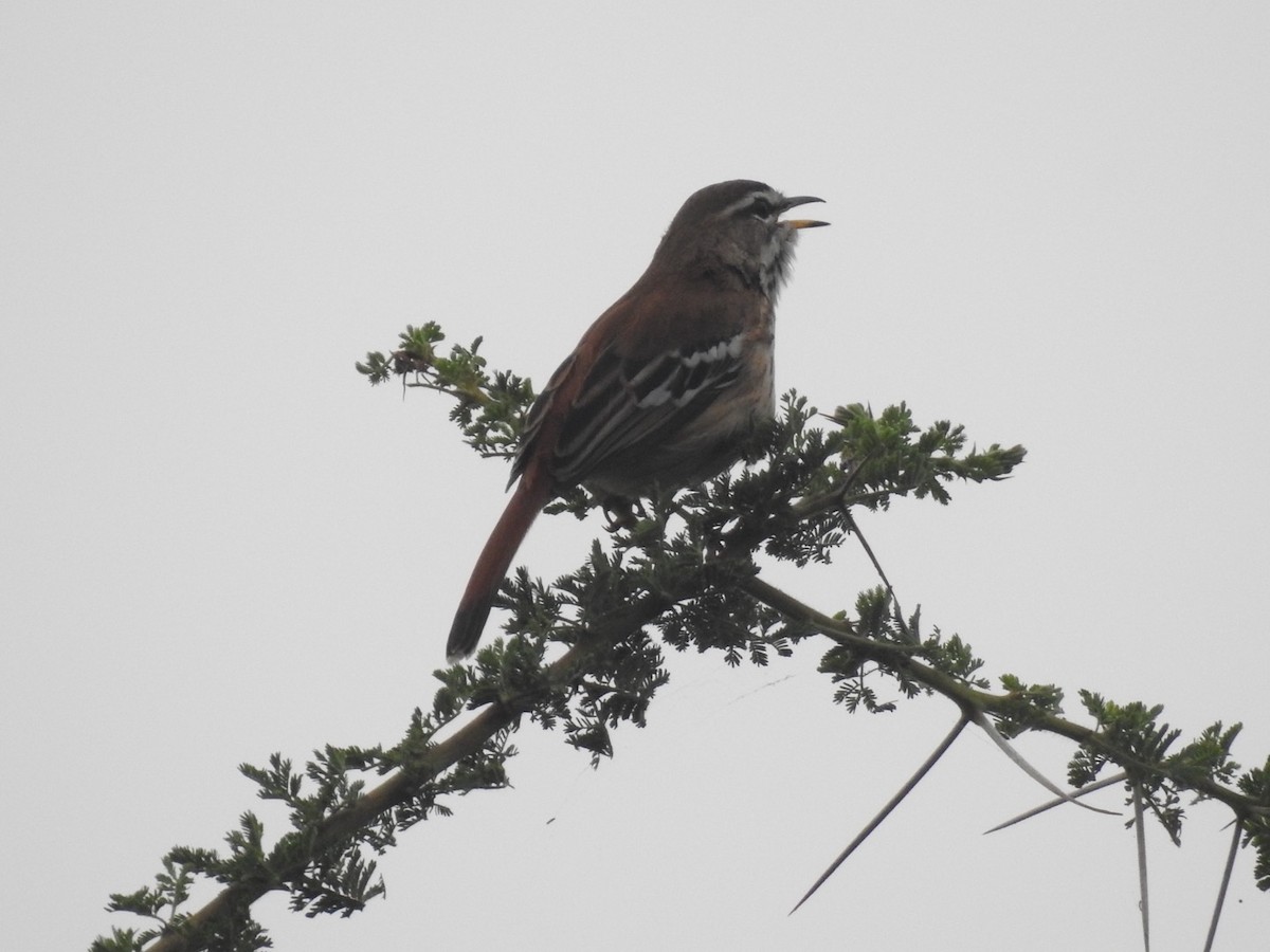 Red-backed Scrub-Robin - ML621543332