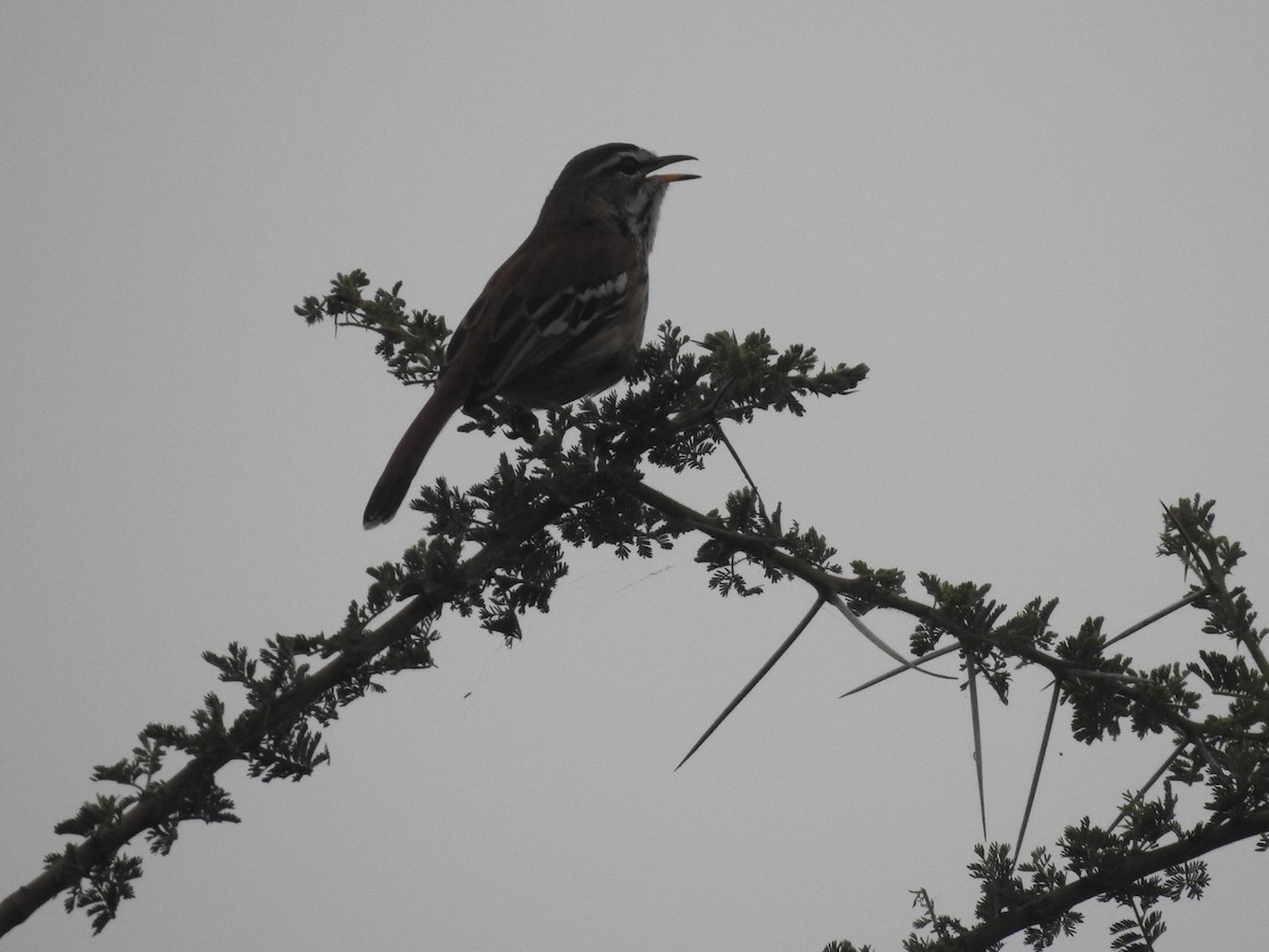 Red-backed Scrub-Robin - ML621543333