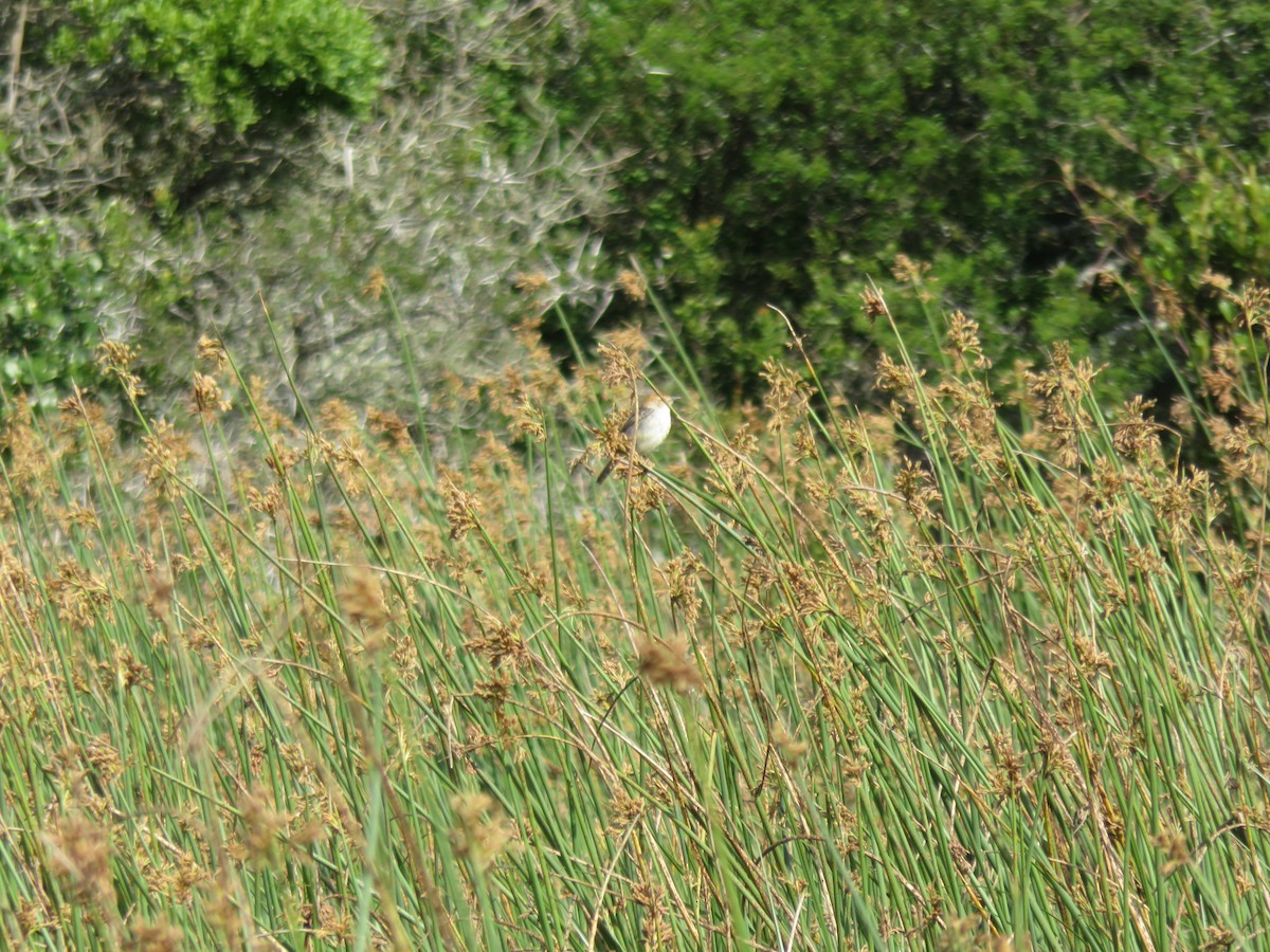 Levaillant's Cisticola - ML621543339