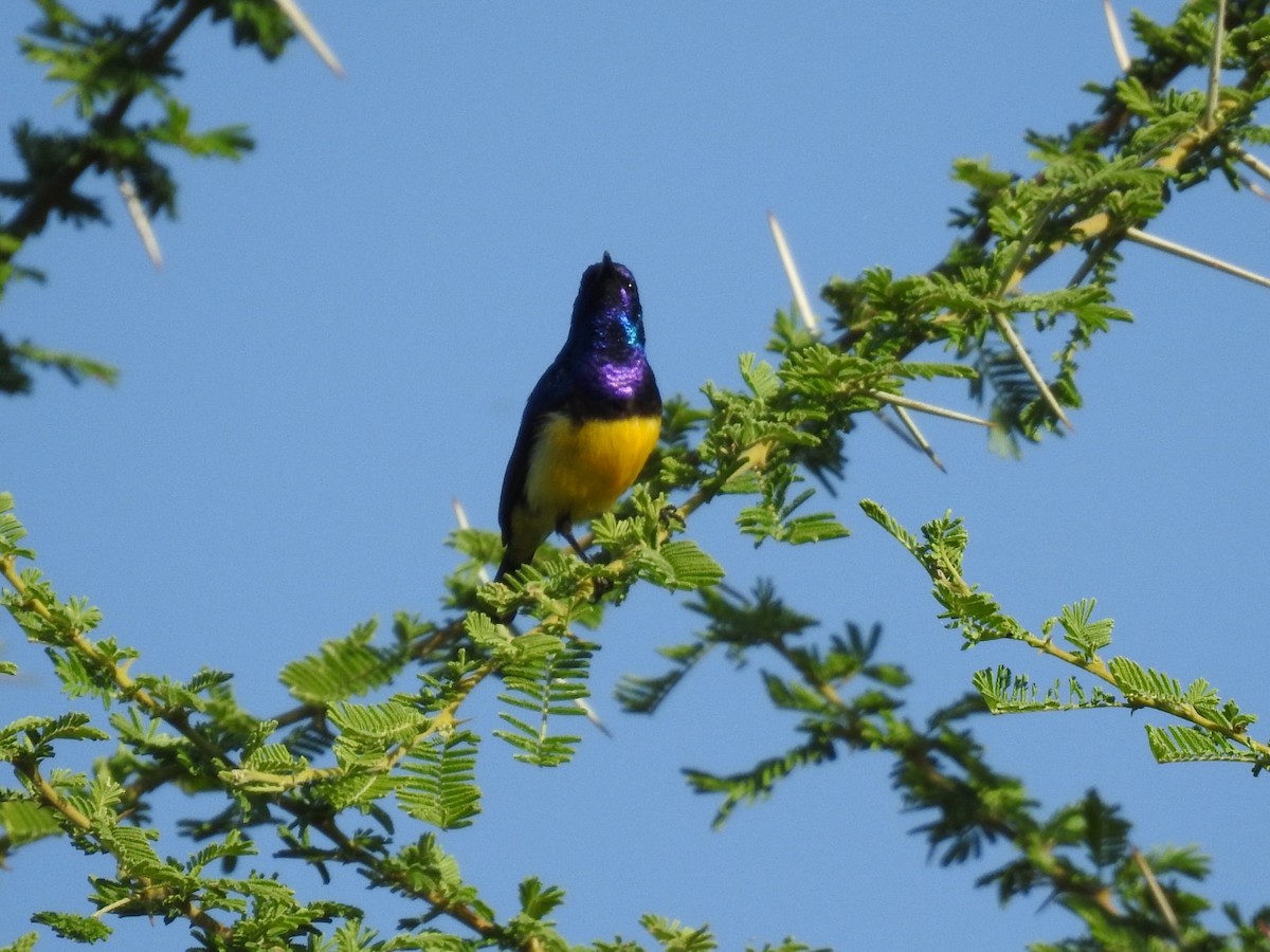 Variable Sunbird - ML621543348